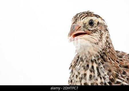 Caille japonaise isolée sur fond blanc. Banque D'Images