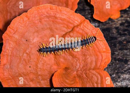 Tracteur millipede de la famille Platyrhacidae (probablement juvénile Barydesmus sp.) rampant sur un champignon d'arbre rouge dans la réserve forestière de Deramakot, Sabah, Bornéo. Banque D'Images