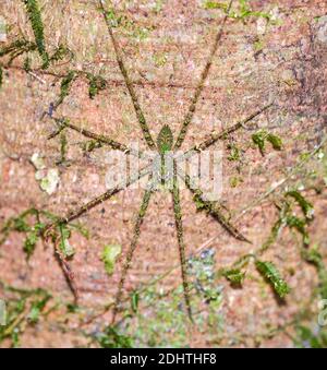 Lichen Huntsman (Pandercetes sp.) de la vallée de Danum, Sabah, Bornéo Banque D'Images