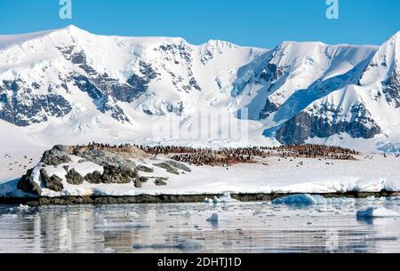 Grandes colonies de pingouins de Gentoo à l'île Cuverville, dans le chenal Errera, sur le côté ouest de la péninsule antarctique Banque D'Images