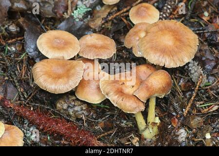 Gymnopus peronatus (anciennement appelé Collybia peronata ou Marasmius urens), connu sous le nom de bois de pied-de-laine, champignon sauvage de Finlande Banque D'Images