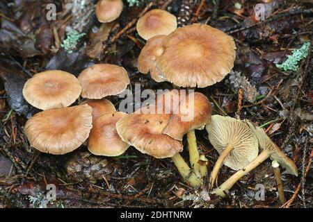 Gymnopus peronatus (anciennement appelé Collybia peronata ou Marasmius urens), connu sous le nom de bois de pied-de-laine, champignon sauvage de Finlande Banque D'Images