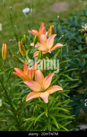 Lily asiatique 'Elodie', lilja asiatique (Lilium spp.) Banque D'Images