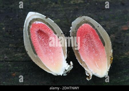 Mutinus ravenelii, connu sous le nom de champignon rouge de la corne de rose, oeuf de la corne de rose fendu ouvert Banque D'Images