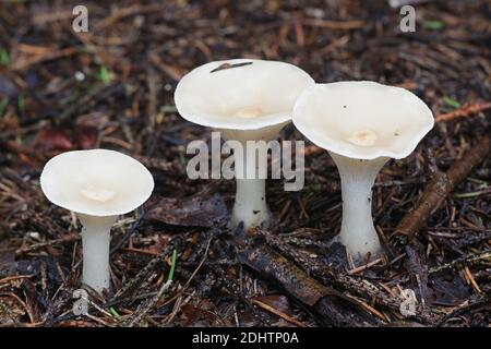 Infundibulicybe gibba, également appelé Clitocybe gibba, connu sous le nom d'entonnoir commun, champignon sauvage de Finlande Banque D'Images