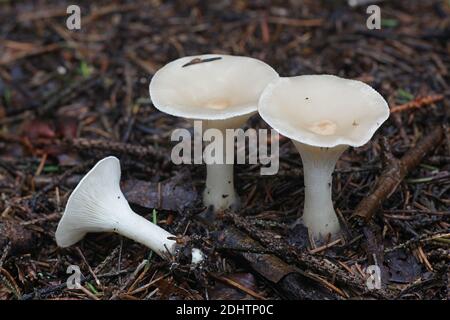 Infundibulicybe gibba, également appelé Clitocybe gibba, connu sous le nom d'entonnoir commun, champignon sauvage de Finlande Banque D'Images