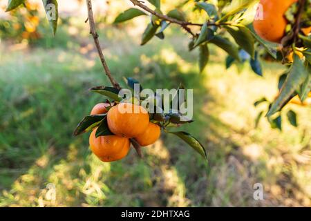 Fruits mûrs de l'arbre de persimmon accrochés sur les branches au milieu du feuillage. Israël Banque D'Images