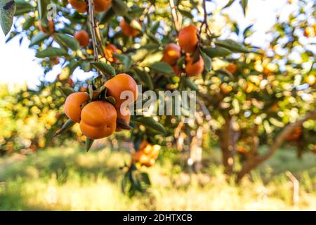 Fruits mûrs de l'arbre de persimmon accrochés sur les branches au milieu du feuillage. Israël Banque D'Images