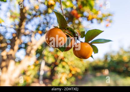 Fruits mûrs de l'arbre de persimmon accrochés sur les branches au milieu du feuillage. Israël Banque D'Images