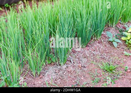 petits pousses d'oignon plantule verte dans le potager agricole, échalotes poussant du sol Banque D'Images