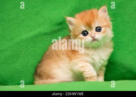 Mignon chat britannique un mois, chaton doré assis sur un fond vert et regardant l'appareil photo Banque D'Images