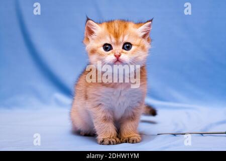 Funny kitten British Breed Golden color est assis et se pose à la caméra Banque D'Images
