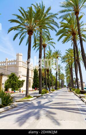 Visite de Palma de Majorque en bord de mer, palmiers, promenade. Palma Mallorca célèbre promenade du port de plaisance Passeig de Sagrara le long de yachts de luxe amarrés et sai Banque D'Images