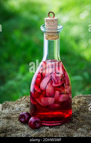 Teinture maison faite de cerises douces et d'alcool en été jardin Banque D'Images