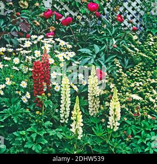 Close up detail d'une frontière avec le jardin des marguerites et les lupins Banque D'Images