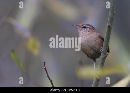 Wren (troglodytes troglodytes) en automne Banque D'Images