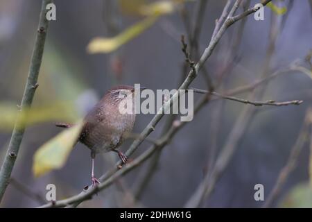 Wren (troglodytes troglodytes) en automne Banque D'Images