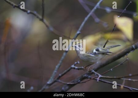 Goldcrest (Regulus regulus) en automne, en Europe Banque D'Images