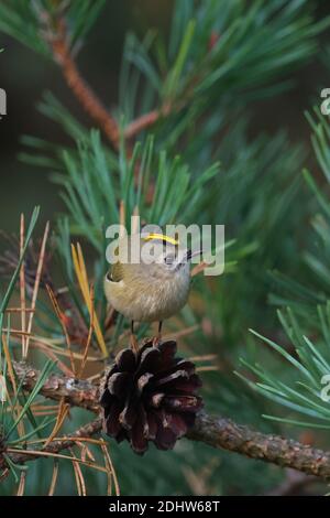 Goldcrest (Regulus regulus) sur le cône de pin, Europe Banque D'Images