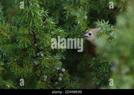 Goldcrest (Regulus regulus) sur le genièvre, Europe Banque D'Images