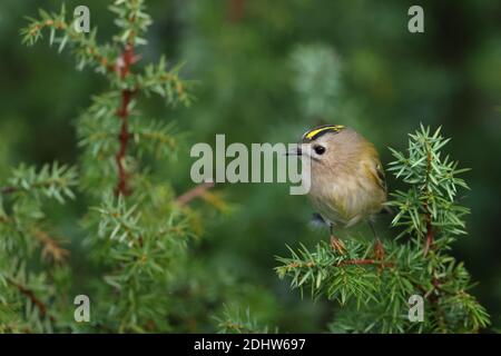 Goldcrest (Regulus regulus) sur le genièvre, Europe Banque D'Images