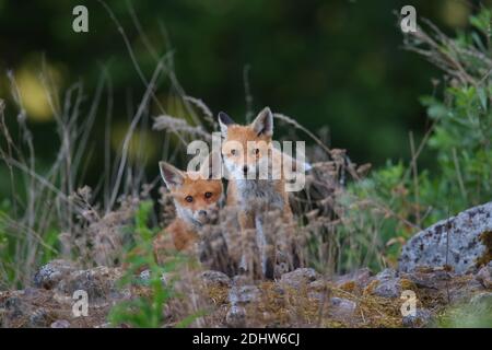 Kits de renard rouge (Vulpes vulpes), Europe. Banque D'Images