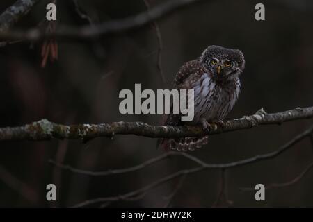 Chasse à la chouette pygmée (Glaucidium passerinum) après le coucher du soleil dans l'obscurité. Europe Banque D'Images