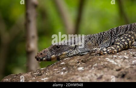 Goanna, moniteur de dentelle, moniteur d'arbre, Varanus varius. Un grand reptile lourd dans la forêt tropicale sub-tropicale, Queensland, Australie. Été, espace de copie. Banque D'Images