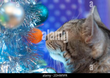 Tabby chat domestique regardant des boules sur un arbre de Noël dans une situation de maison. Authentique. Cheveux courts feline intérieure. Arbre artificiel, faux, argenté Banque D'Images