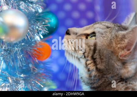 Tabby chat domestique regardant des boules sur un arbre de Noël dans une situation de maison. Authentique. Cheveux courts feline intérieure. Arbre artificiel, faux, argenté Banque D'Images