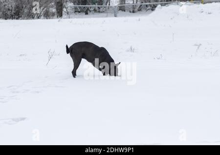 Le chien noir errant affamé chasse pour la petite souris qui se cacher dans la neige profonde Banque D'Images