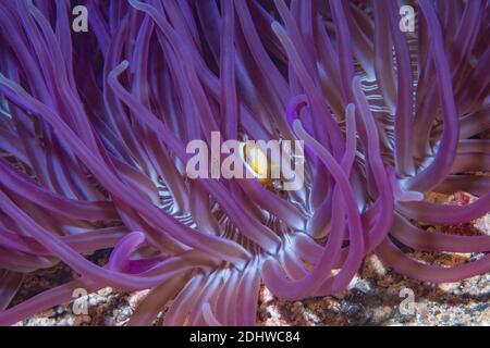 L'anemonefish de Klark [Amphiprion clarinki]. Détroit de Lembeh, Nord de Sulawesi, Indonésie. Banque D'Images