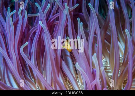 L'anemonefish de Klark [Amphiprion clarinki]. Détroit de Lembeh, Nord de Sulawesi, Indonésie. Banque D'Images