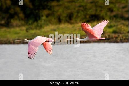 Roseatte Spoonbill, platalea ajaja, adultes en vol, Los Lianos au Venezuela Banque D'Images