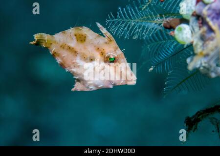 Les herbiers [Acreichthys tomentosus Balistes]. Détroit de Lembeh, au nord de Sulawesi, Indonésie. Banque D'Images