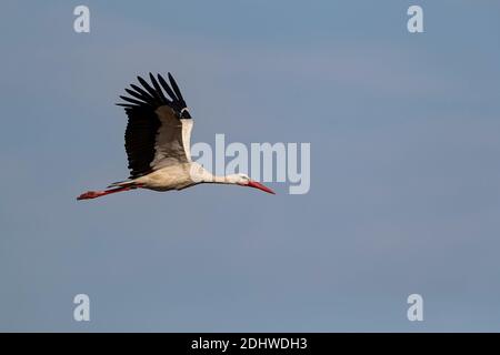 Cigogne Blanche (Ciconia ciconia) en vol Banque D'Images