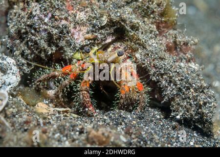 Crabe rouge poilu [Dardanus lagopodes]. Détroit de Lembeh, Nord de Sulawesi, Indonésie. Banque D'Images