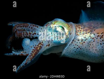 Petite seiche (Sepiola atlantica), gros plan de la baignade de seiches, Royaume-Uni. Banque D'Images