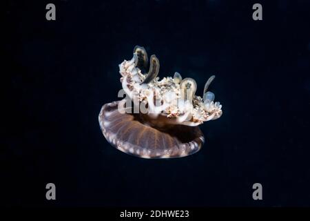 Méduses à l'envers [Cassiopea]. Détroit de Lembeh, Nord de Sulawesi, Indonésie. Banque D'Images