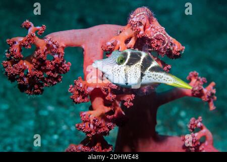 Imiter Leatherjacket ou Blacksaddle Paraluteres prionurus Mimic []. Détroit de Lembeh, au nord de Sulawesi, Indonésie. Banque D'Images