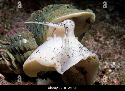 Buccin commun (Buccinum undatum) sur les fonds marins, Royaume-Uni. Banque D'Images