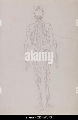 Human Figure, Posterior View (dessin d'une figure clé montrant le stade final de dissection), George Stubbs, 1724–1806, British, 1795 à 1806, Graphite sur crème, fin, lisse, papier vélin, feuille: 20 x 13 7/8 pouces (50.8 x 35.2 cm), étude anatomique, anatomie, dos, étude de figure, homme, squelette, peau, rachis Banque D'Images