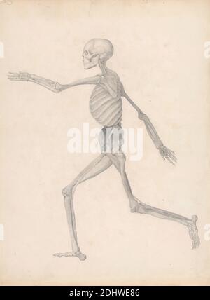 Human Figure, Lateral View (étude terminée pour un tableau non publié, représentant la dernière étape de la dissection), George Stubbs, 1724–1806, British, entre 1795 et 1806, Graphite sur papier à feuilles de crème légèrement épais, légèrement texturé, feuille : 21 1/4 x 16 pouces (54 x 40.6 cm), étude anatomique, anatomie, étude de figure, homme, course, côté, squelette, étude (travail visuel Banque D'Images