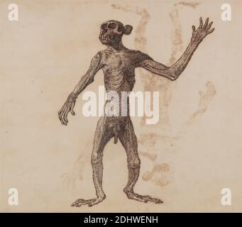 Monkey Standing, Anterior View, George Stubbs, 1724–1806, British, 1795 à 1806, stylo à encre de Galle de fer, et graphite; verso : taches d'encre sur du papier de vélin fin, légèrement texturé, crème posé sur du papier crème, moyen, légèrement texturé, cousu, feuille : 11 1/8 x 13 1/4 pouces (28.3 x 33.7 cm) et support : 11 1/4 x 13 1/4 pouces (28.6 x 33.7 cm), étude anatomique, anatomie, étude de figure, face avant, debout, étude (travail visuel Banque D'Images