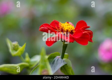 Belle fleur rouge vif ou tournesol maxican ou fleur sauvage avec des feuilles et un arrière-plan vert flou Banque D'Images