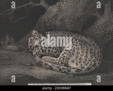 A Sleeping Leopard, imprimé par George Stubbs, 1724–1806, British, 1791, gravure au sol mou avec roulette sur papier de vélin moyen, légèrement texturé, crème, feuille: 10 x 13 3/4 pouces (25.4 x 34.9 cm), plaque: 7 x 9 1/4 pouces (17.8 x 23.5 cm), et image: 7 x 9 1/4 pouces (17.8 x 23.5 cm), art animal, branches, lierre, léopard, plantes, roches (formes terrestres), tigre Banque D'Images