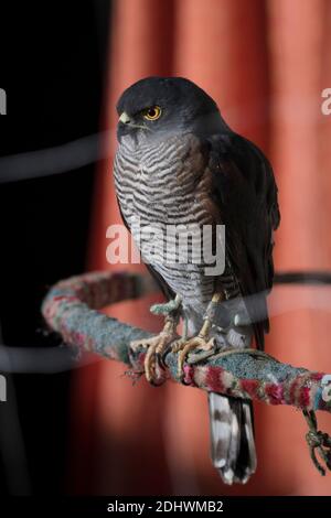 Un petit Sparrowhawk captif (Accipiter minullus) avec des jesses de fauconnerie, assis sur un perchoir. Kenya, Afrique. Shortwing. Petit rapateur. Banque D'Images