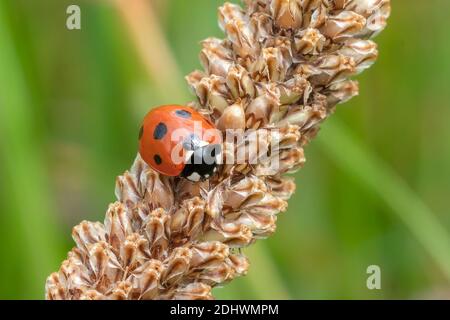 coccinelle, (coccinella septempunctata) un coléoptère rouge avec sept taches reposant sur une plante de tige de blé de graminées din printemps été communément connu comme une dame Banque D'Images