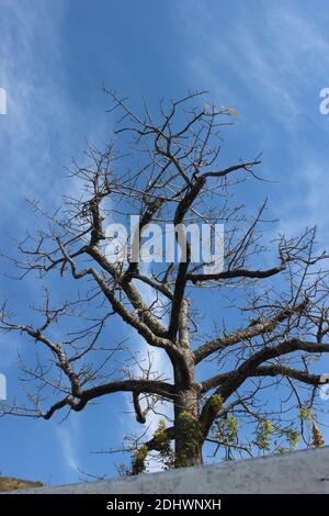 Un temple ornant avec des cloches accrochées sur un arbre dans un village de tehri Garhwal, Uttarakhand.Devoties offre la cloche, les accrocher sur les arbres, créer comme un poteau. Banque D'Images