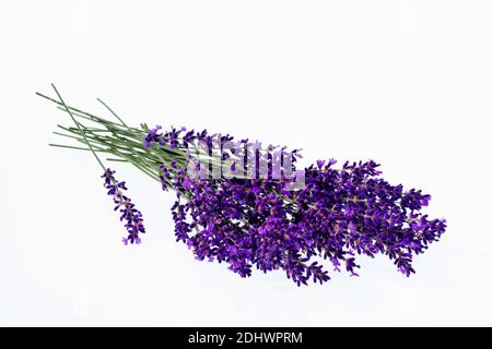 Lavendel Blüten isoliert Hintergrund weißem vor. Lila Sommerblumen. Banque D'Images